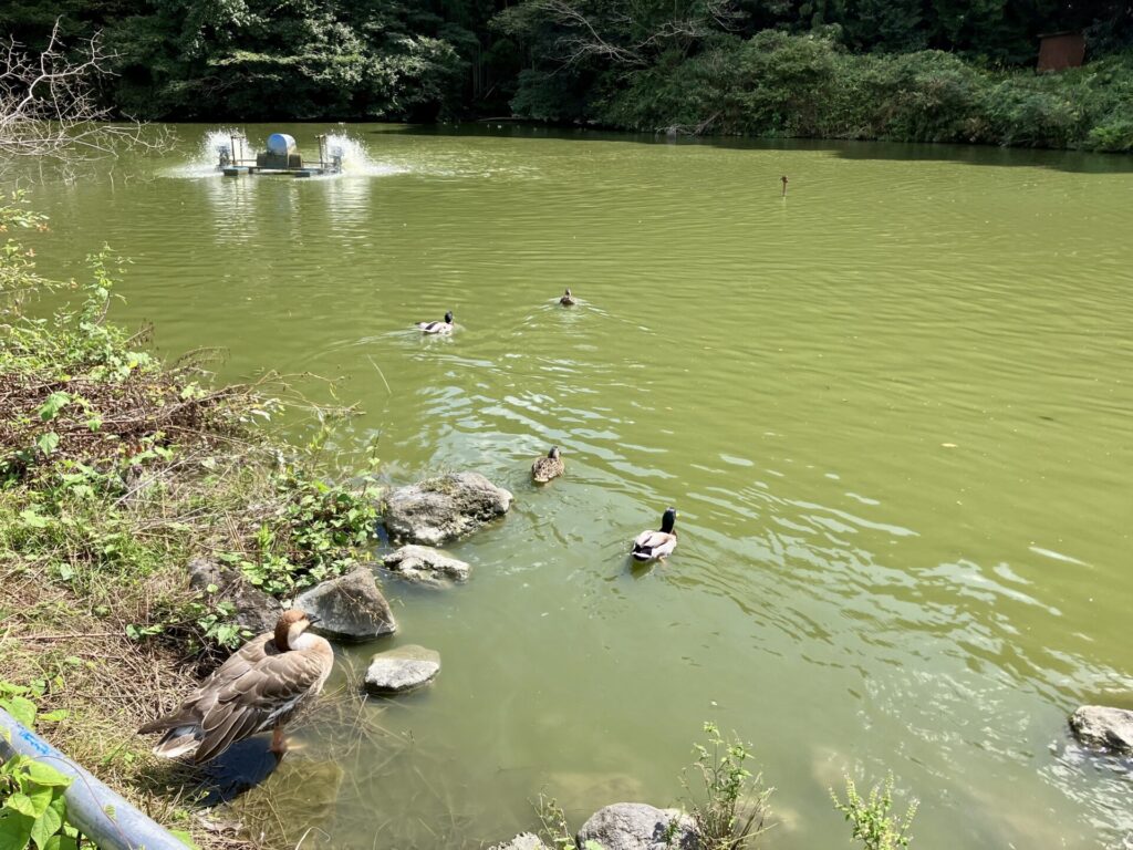 白鳥の池に浮かぶカモ