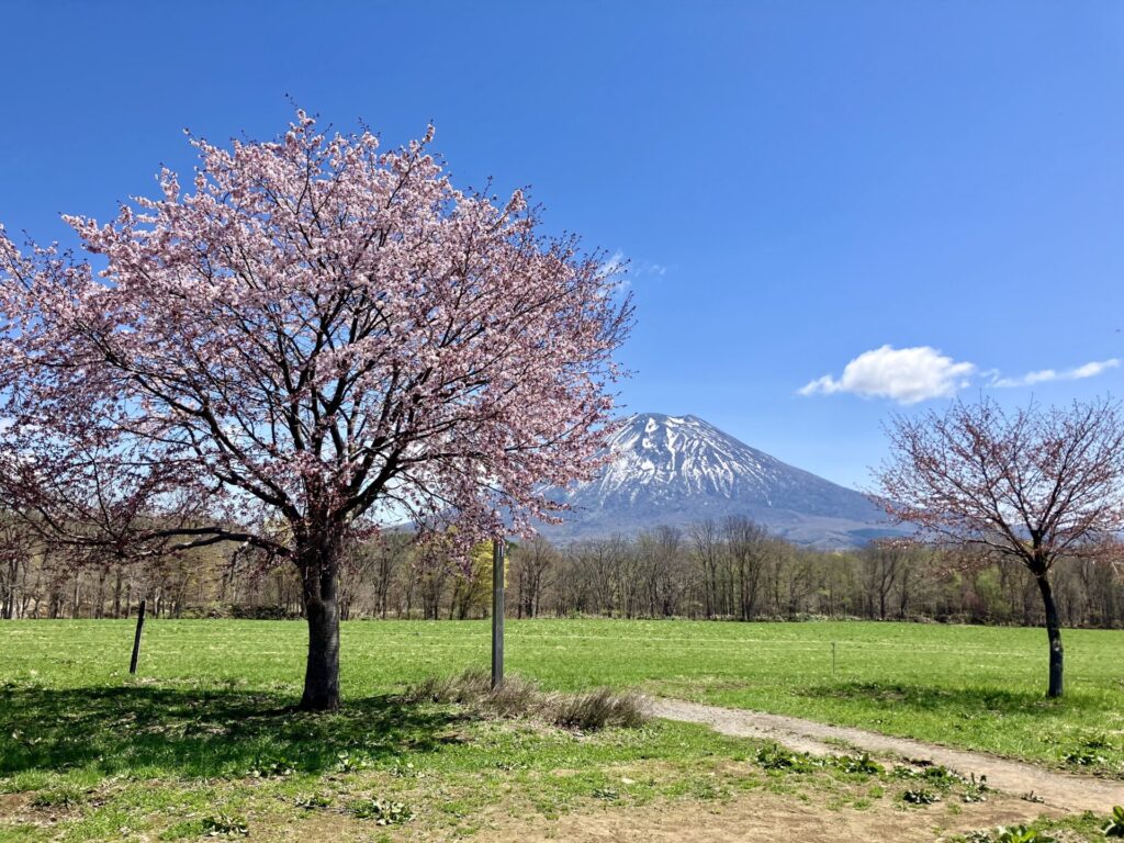 ニセコ高橋牧場から見える桜の木と羊蹄山