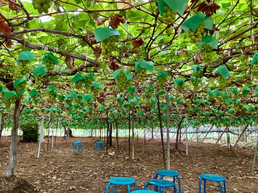頭上にたくさんのシャインマスカットがぶら下がっている様子